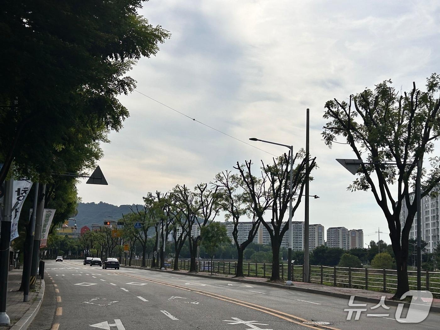 본문 이미지 - 가지치기가 실시된 전주천 여울로 일대.&#40;전북환경운동연합 제공. 재판매 및 DB금지&#41;