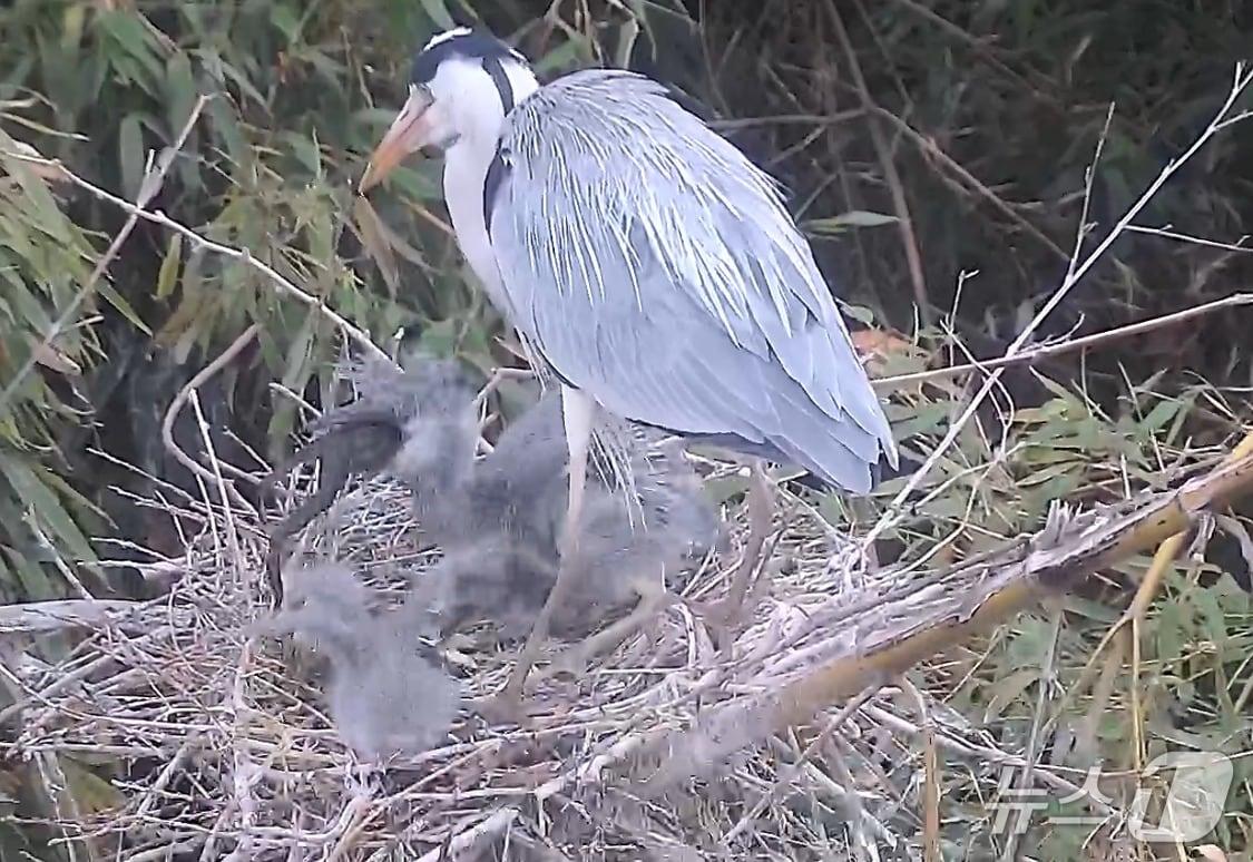 본문 이미지 - 왜가리와 새끼 왜가리들이 개구리를 먹고 있다. (울산시 제공. 재판매 및 DB 금지) /뉴스1
