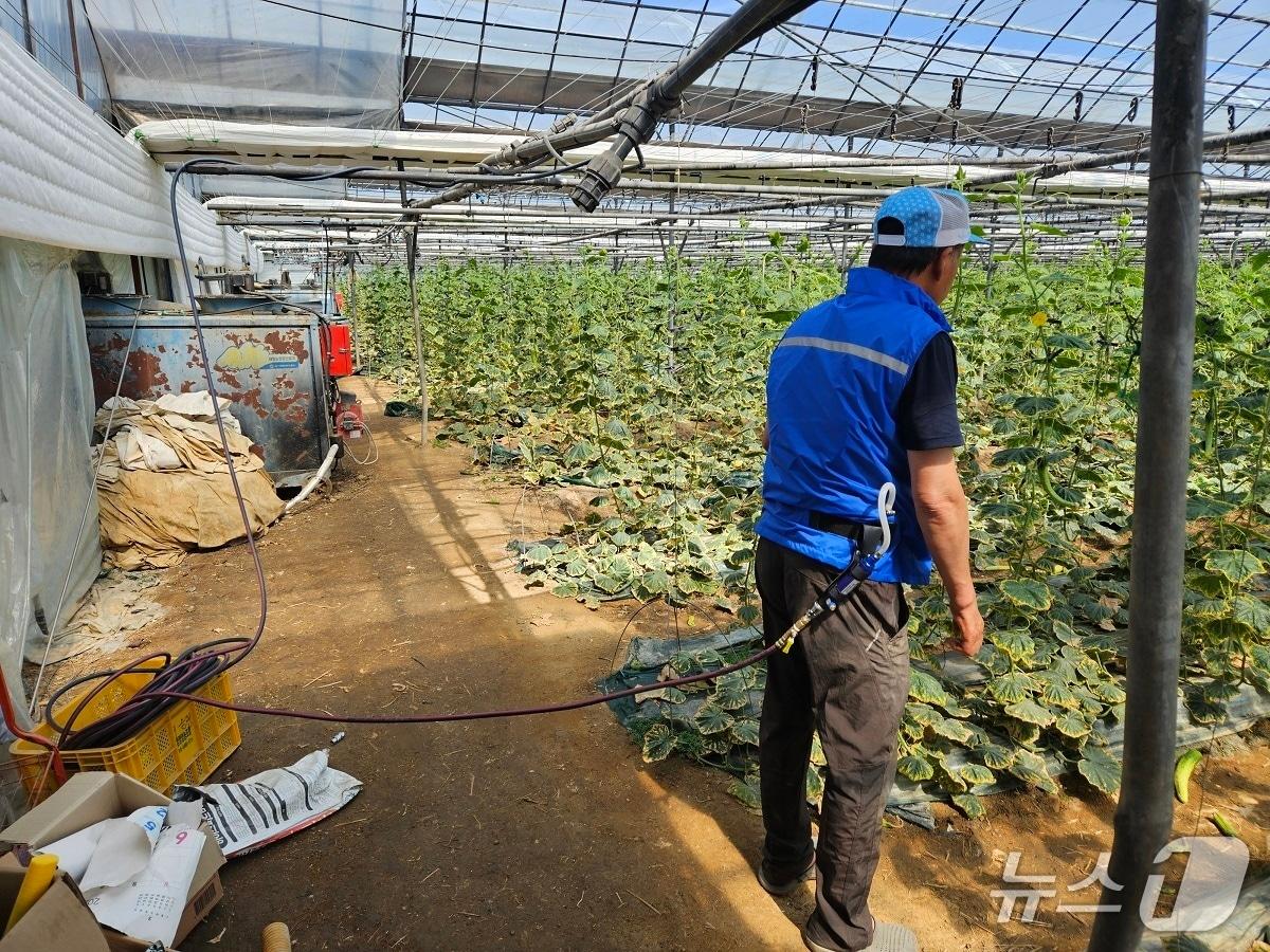 본문 이미지 - 에어냉각 조끼 착용한 오이재배 농민.&#40;아산시청 제공. 재판매 및 DB금지&#41;