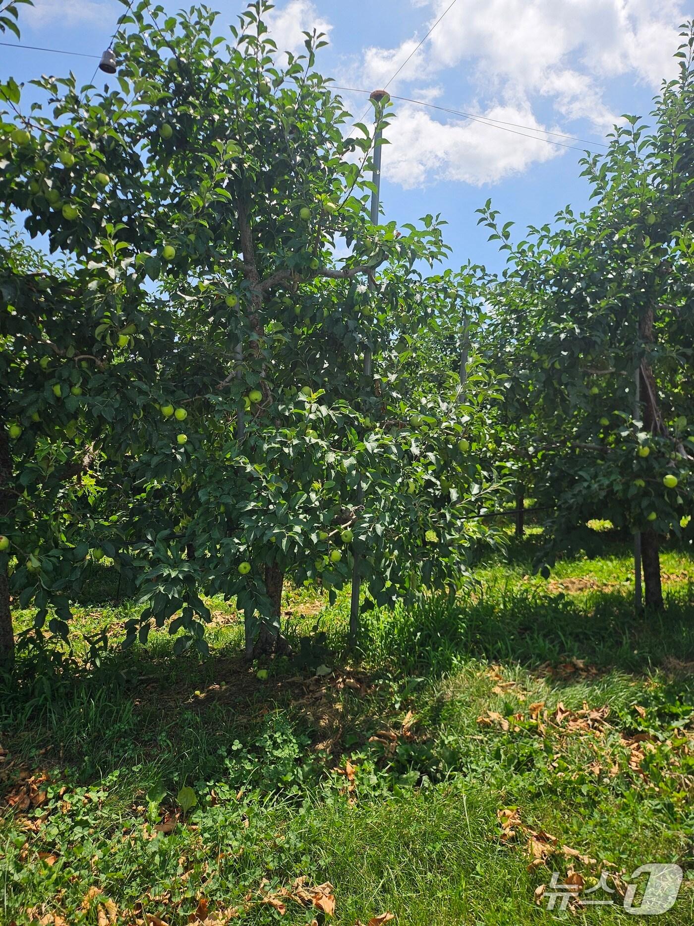 본문 이미지 - 경북 안동의 한 과수원에서 폭염으로 더디게 자라고 있는 사과.2025.7.8/뉴스1 신성훈 기자