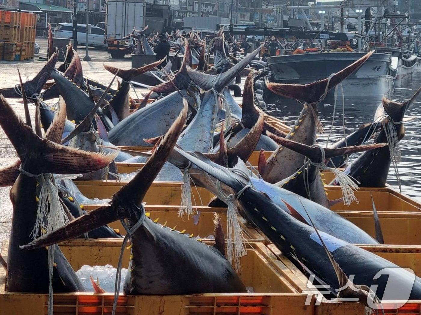 본문 이미지 - 8일 경북 영덕군 강구항에서 어민들이 강구 앞 바다에서 잡힌 대형 참치들을 위판하기 위해 준비하고 있다. 참치들은 연안에서 약 20km 떨어진 곳에 쳐 둔 정치망 그물에 잡혔다. 2025.7.8/뉴스1 ⓒ News1 최창호 기자
