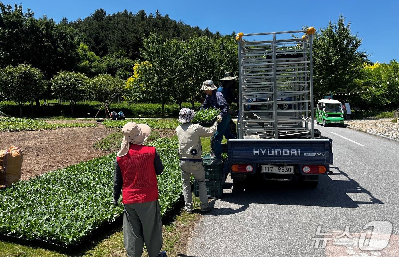 계약재배 식물 납품 모습. (한국수목원정원관리원 제공.재판매 및 DB금지) /뉴스1