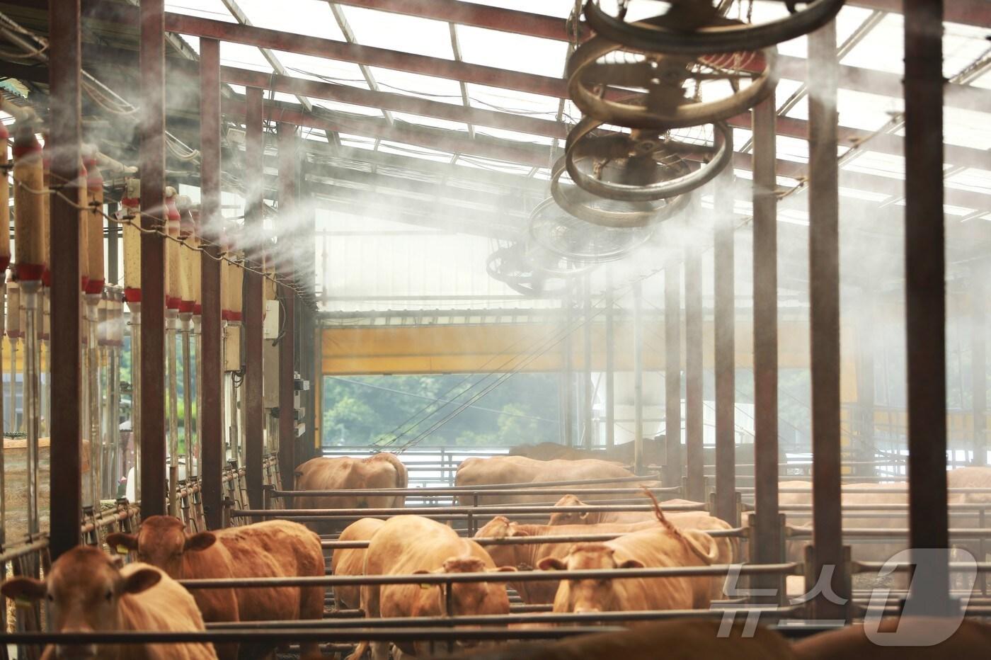 지난 8일 충북 제천시 봉양읍 명암리에 위치한 한우 축사에 살수시설이 풀 가동되고 있다. 2025.7.8./뉴스1 ⓒ News1 손도언 기자