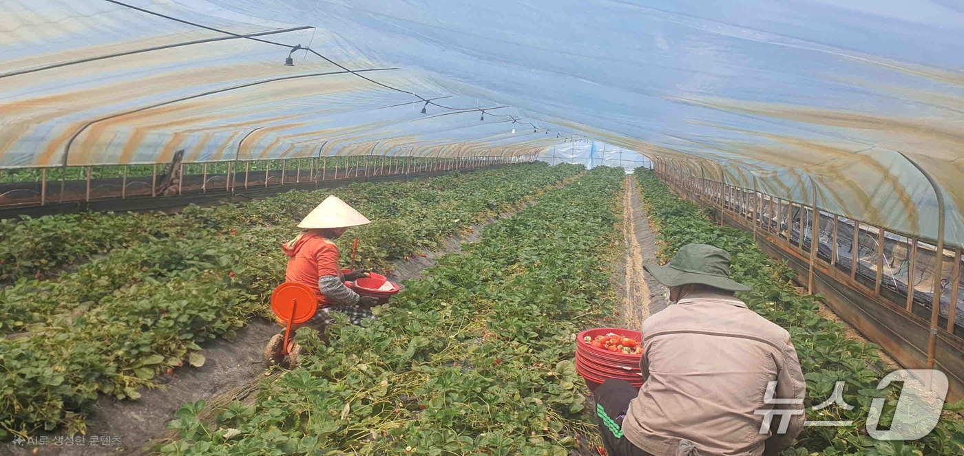경남 밀양시에 계절 근로자로 일하기 위해 입국한 외국인들이 딸기 수확을 하고 있다.&#40;밀양시 제공. 재판매 및 DB금지&#41;