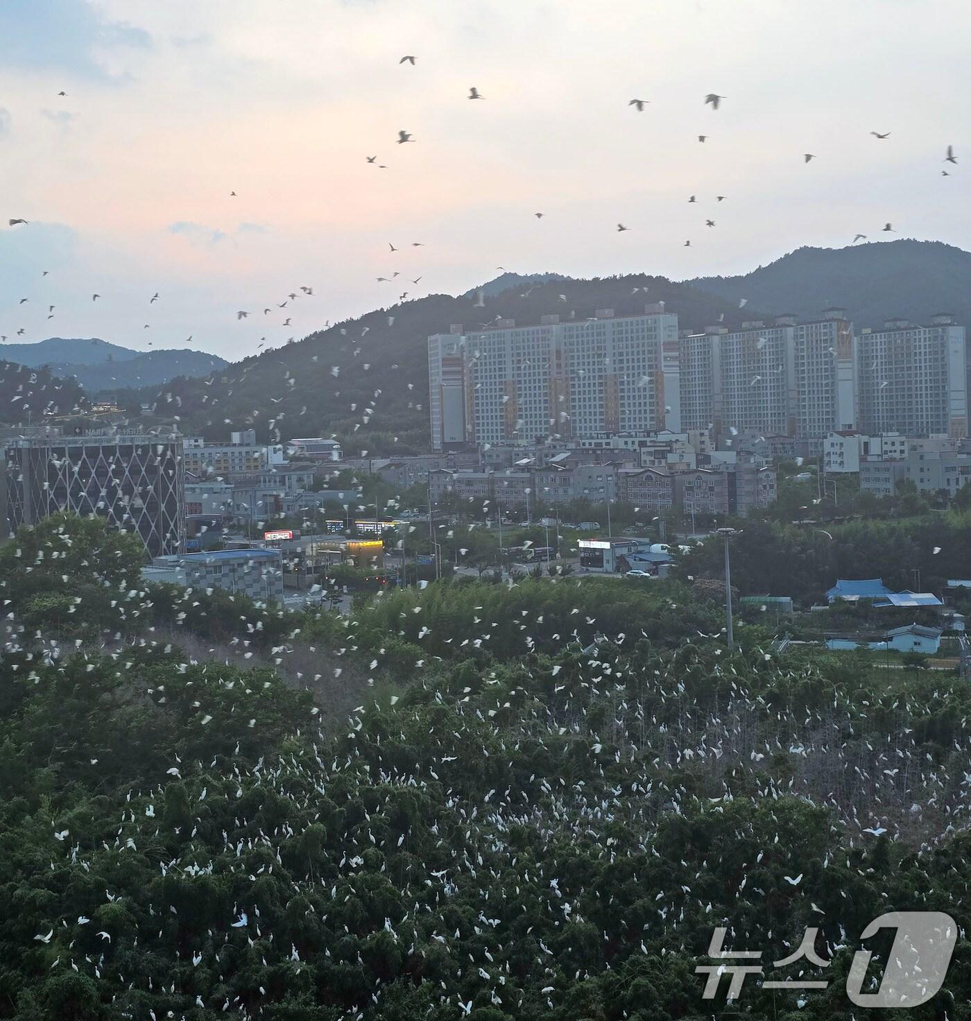 본문 이미지 - 전남 나주 송월동의 한 아파트 인근에 백로떼가 서식하면서 주민들이 악취와 소음 등 피해를 호소하고 있다. 사진은 아파트에서 바라본 백로떼의 모습.(독자 제공. 재판매 및 DB 금지) 2025.7.9/뉴스1