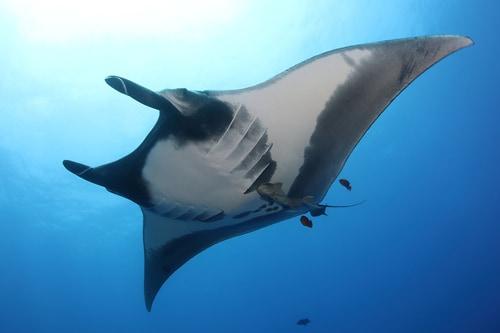 본문 이미지 - 만타가오리.(IUCN 홈페이지에서 발췌)/뉴스1 