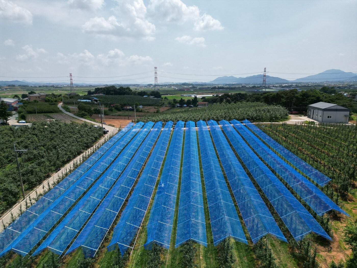 본문 이미지 - 충남도 농업기술원이 도내 한 과원에 설치한 햇빛 차단망.(충남도제공. 재판매 및 DB금지)/뉴스1