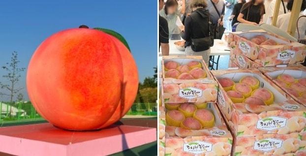 본문 이미지 -  세종 조치원 복숭아축제장 포토존(왼쪽)과 판매장. (세종시 제공. 재판매 및 DB금지)