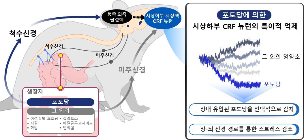 본문 이미지 - 장내 포도당에 선택적으로 반응하는  뇌 시상하부 CRF 뉴런 연구 설명(KAIST 제공) /뉴스1