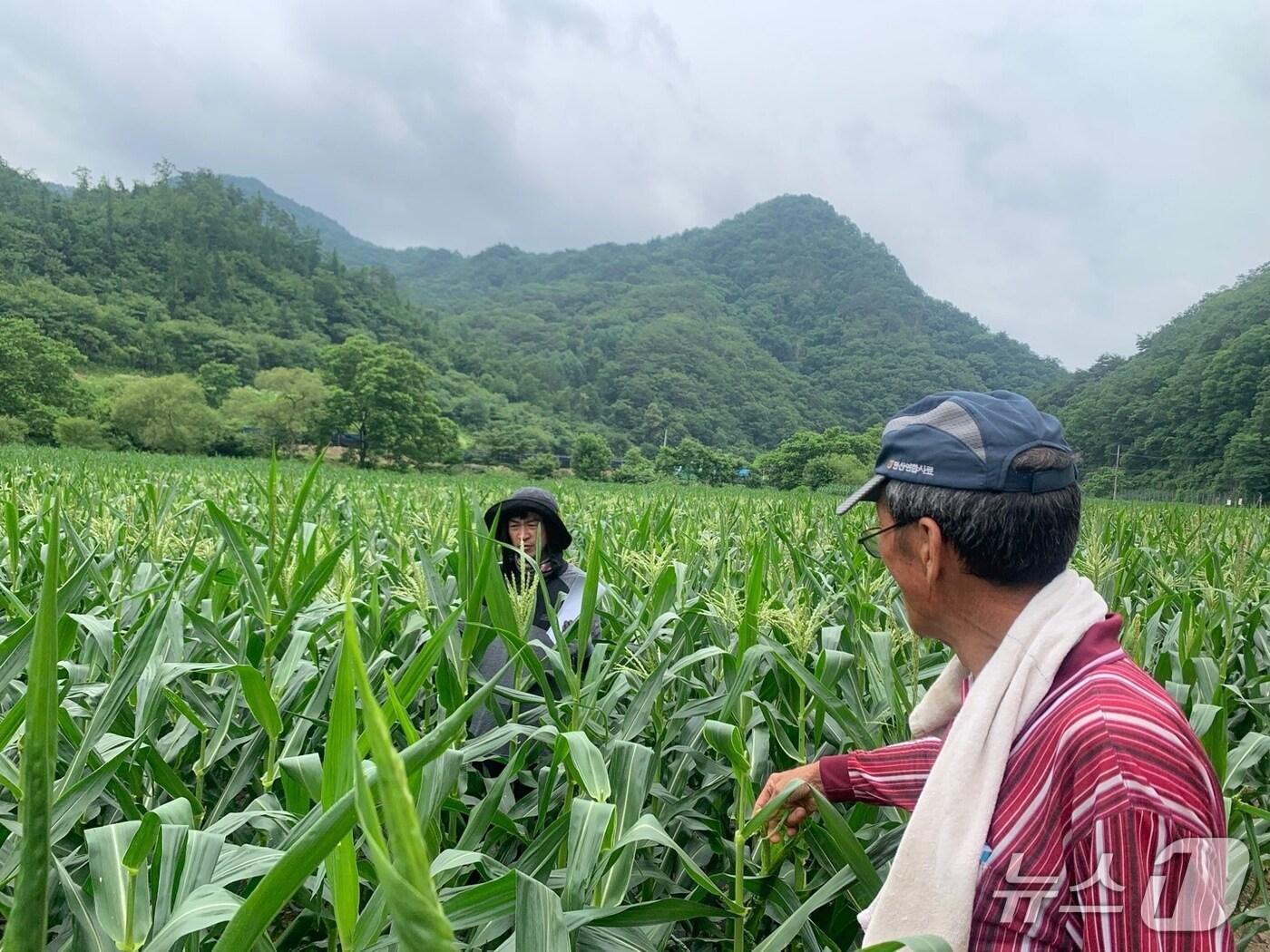 본문 이미지 - 강원특별자치도농업기술농원, 찰옥수수 포장검사.(도농업기술원 제공, 재판매 및 DB금지)