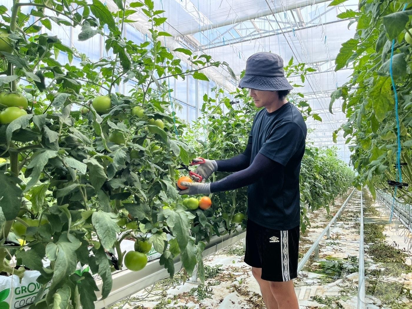 본문 이미지 - 봉화군 봉성면 금봉리에 있는 청년농업인 경영실습 임대농장에서 첫 토마토가 수확됐다.(봉화군 제공, 재판매 및 DB 금지) /뉴스1