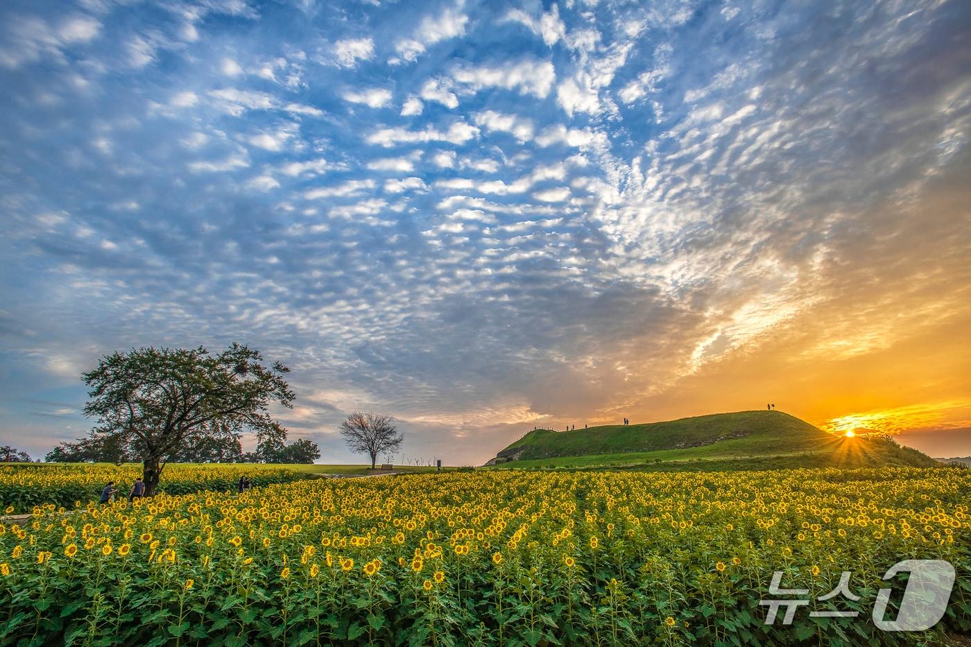 연천군 장남면 호로구루 유적지에 펼쳐진 해바리기. &#40;연천군 제공, 재판매 및 DB금지&#41;