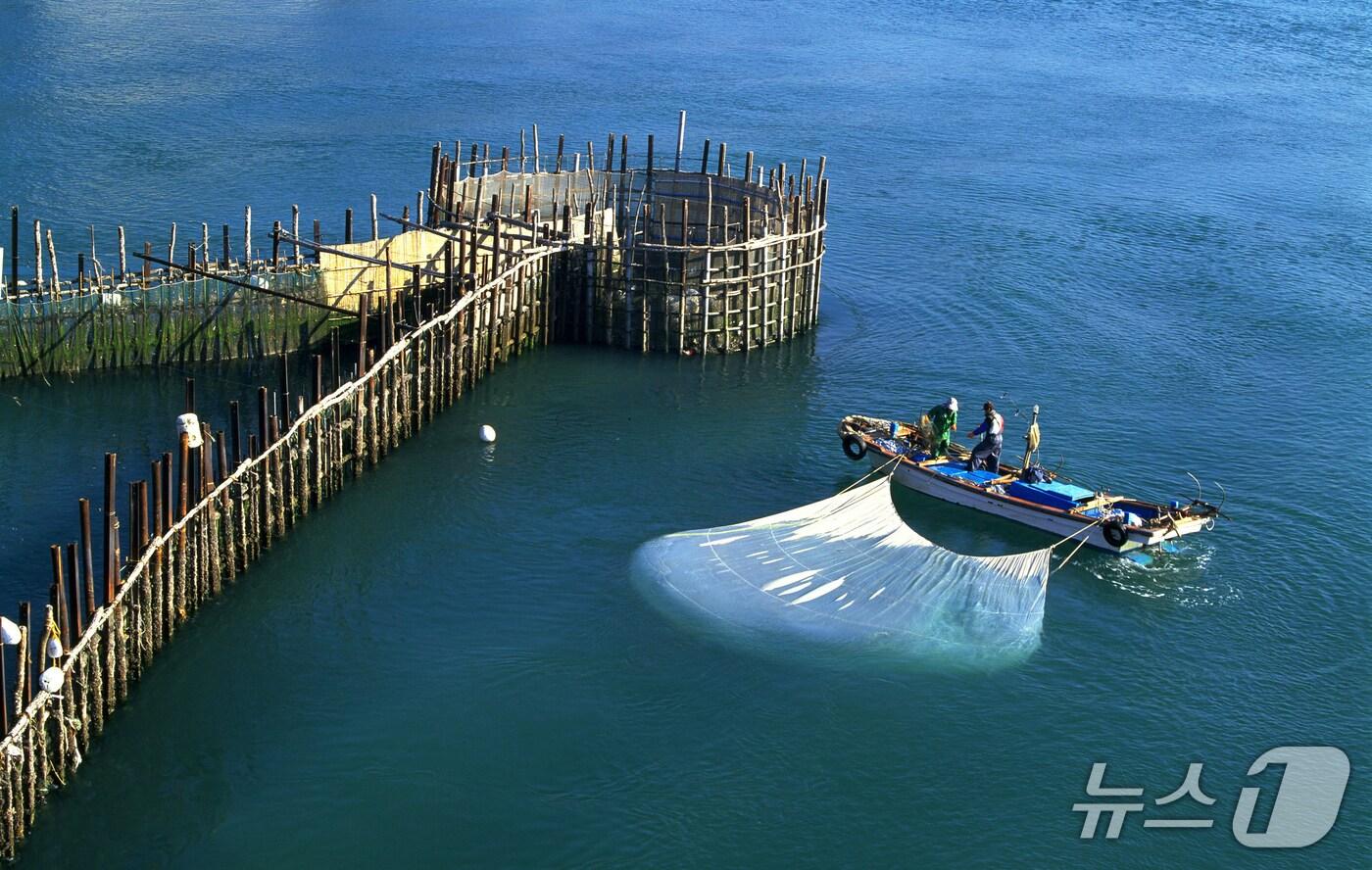 남해 지족해협 죽방렴어업.(남해군 제공. 재판매 및 DB금지)