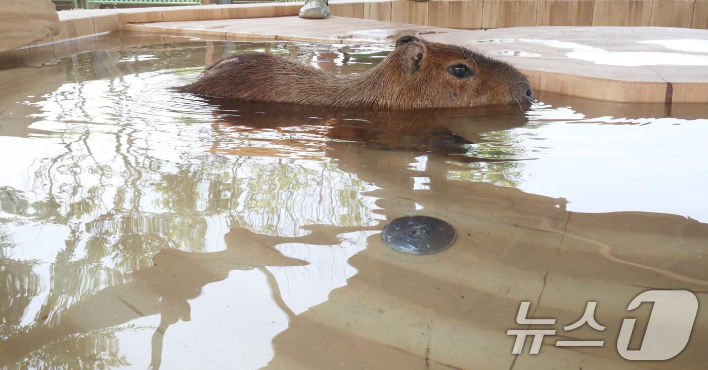 폭염이 이어지는 9일 오전 제주 서귀포시 안덕면 제주신화월드 내 개장을 앞둔 카피바라 특화 동물원인 '모모쥬 동물원'에서 카피바라가 물놀이를 하고 있다. 2025.7.9/뉴스1 ⓒ News1 오현지 기자