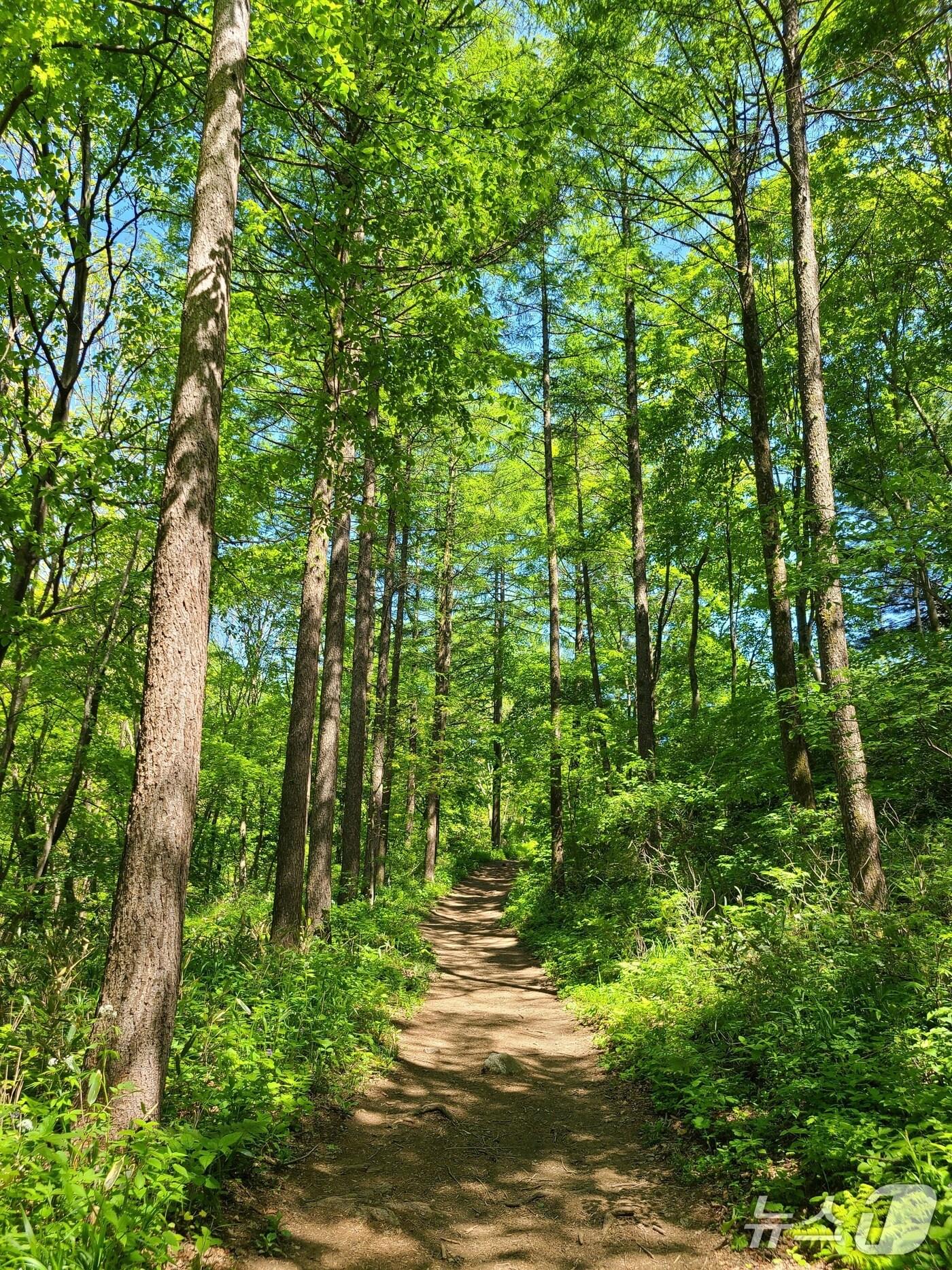 본문 이미지 - 대관령숲길(산림청 국립산림과학원 제공.재판매 및 DB금지)/뉴스1
