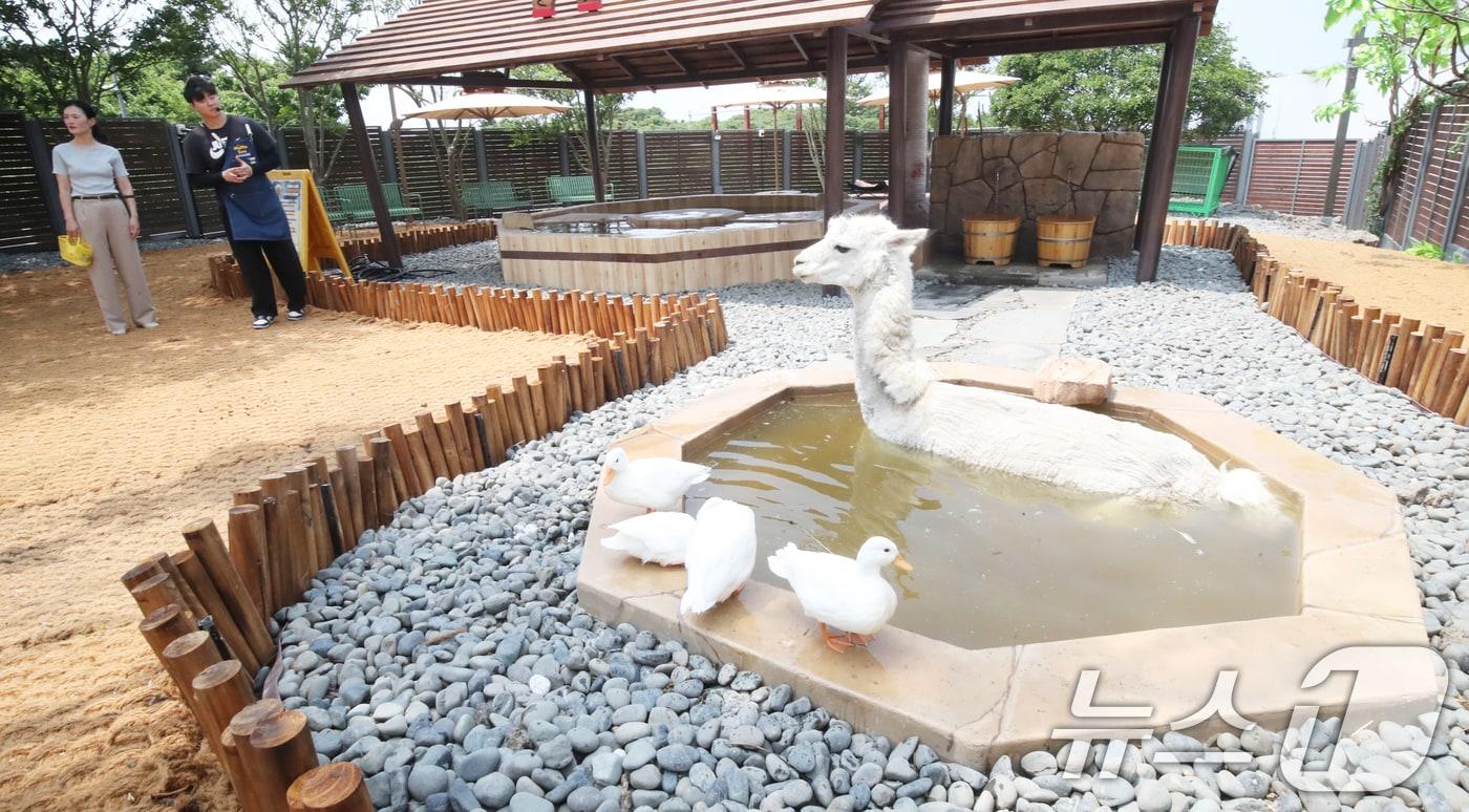폭염이 이어지는 9일 오전 제주 서귀포시 안덕면 제주신화월드 내 개장을 앞둔 카피바라 특화 동물원인 &#39;모모쥬 동물원&#39;에서 알파카가 수영장에 들어가 더위를 식히고 있다. 2025.7.9/뉴스1 ⓒ News1 오현지 기자