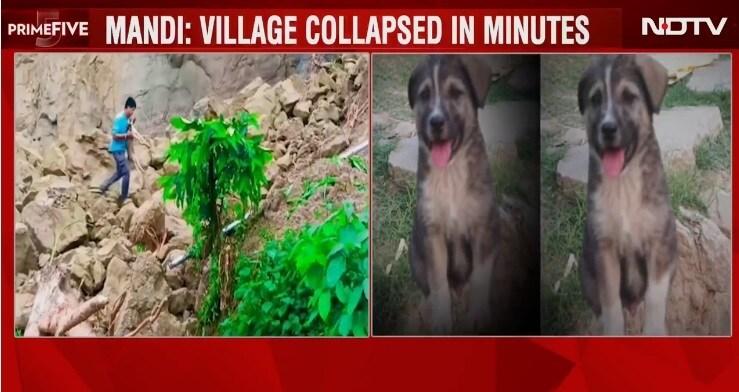 본문 이미지 - 몬순 폭우가 인도 북부 히마찰 프레데시주에 있는 맨디 지역을 덮치기 직전 개가 자고 있던 주민을 깨워 67명의 목숨을 구했다. (사진 NDTV 캡쳐)