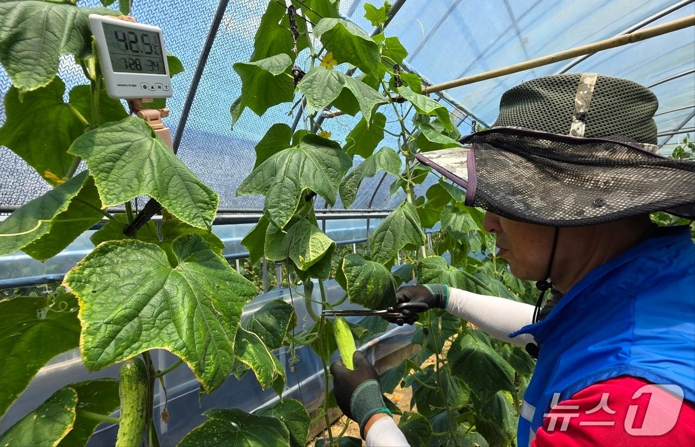 에어냉각조끼를 착용한 정종현 씨가 내부 온도 42.5도의 비닐하우스 안에서 안전하게 작업하고 있다. 2025.7.9. /뉴스1ⓒNews1 이시우 기자