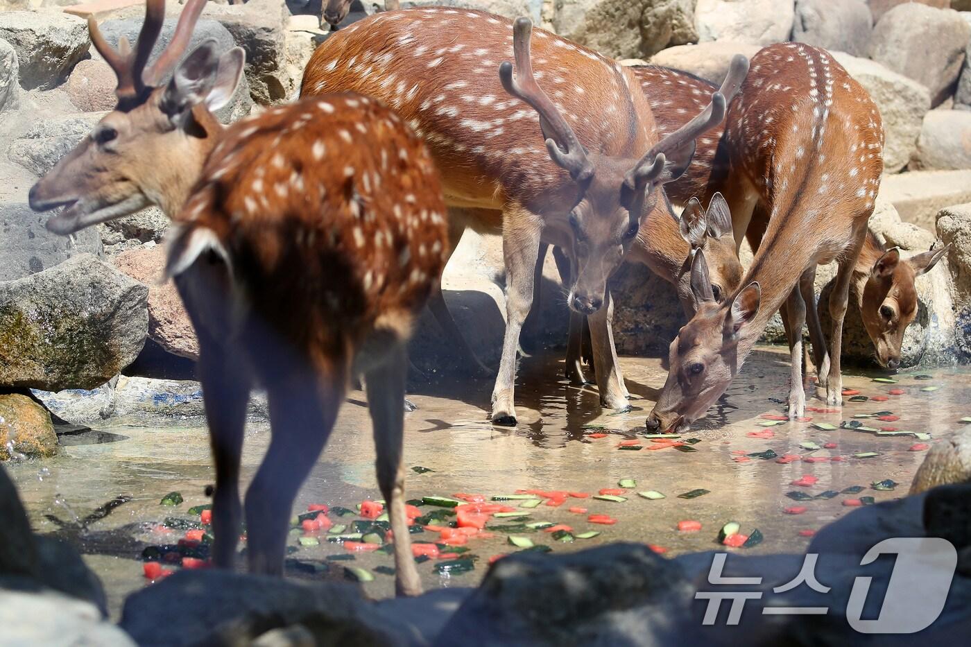 열흘 넘게 폭염이 계속된 9일 오후 대구 중구 달성공원에서 꽃사슴이 얼음 과일을 먹으며 더위를 식히고 있다. 2025.7.9/뉴스1 ⓒ News1 공정식 기자