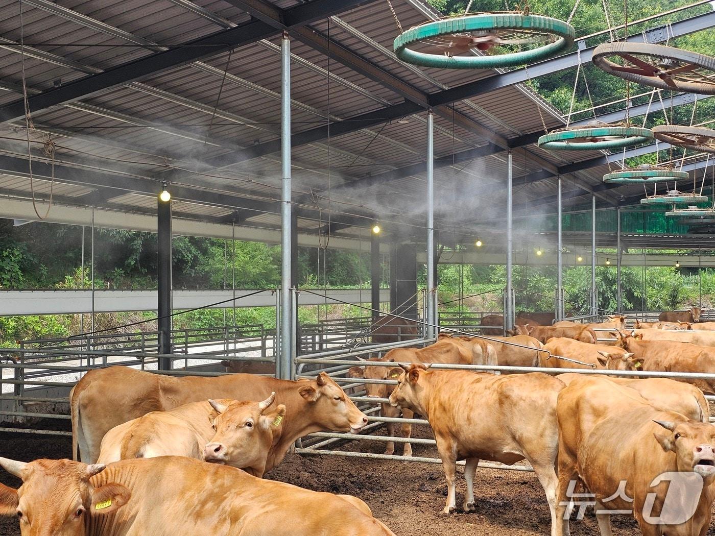 본문 이미지 - 지난 8일 경남 합천군 삼가면 한 한우 농장에서 살수시설이 가동되고 있다. 2025.7.8./뉴스1 한송학 기자