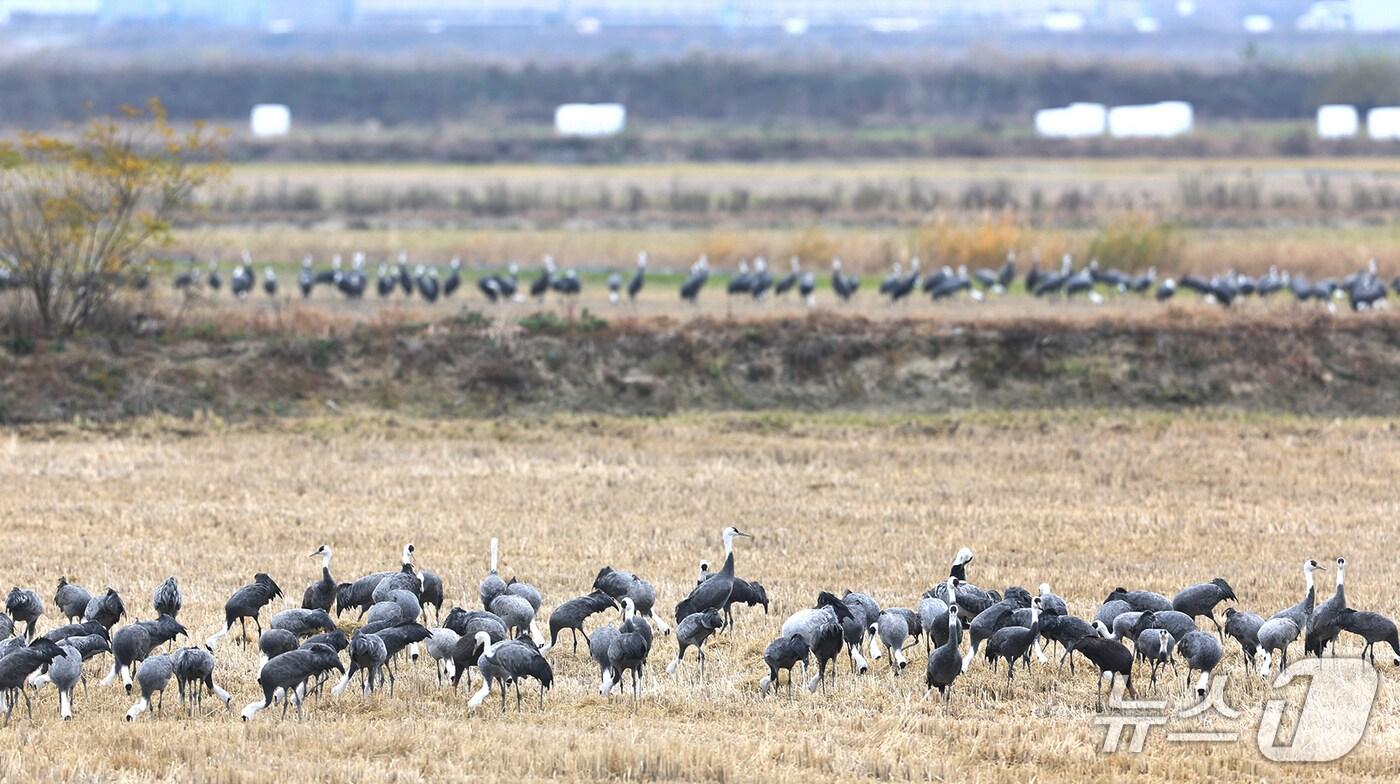 서산시 천수만 간척지 볏짚 존치 논에서 휴식 중인 철새 모습. (서산시 제공. 재판매 및 DB금지)2025.8.1/뉴스1