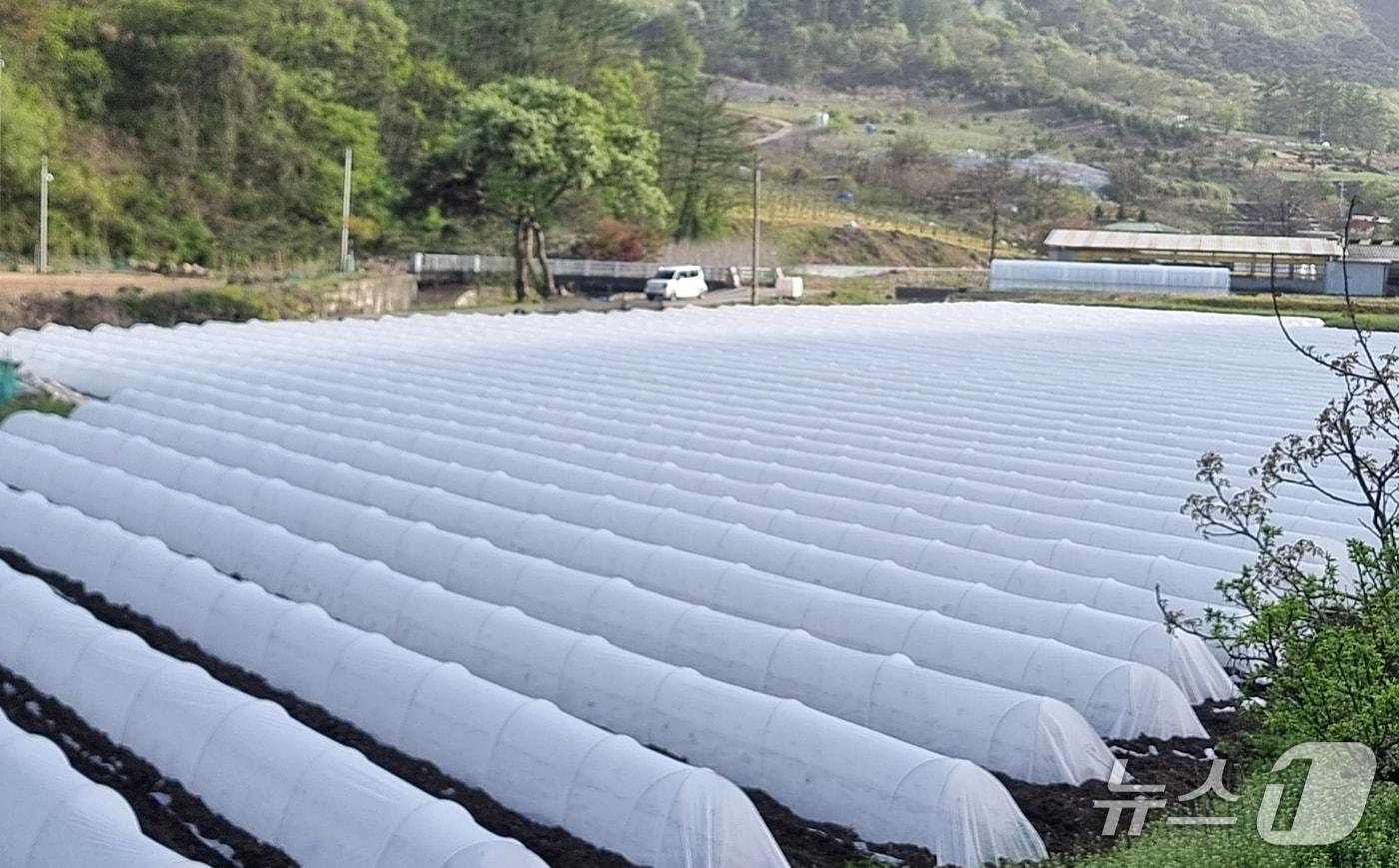 충북 괴산군이 시범사업으로 추진한 고추 부직포 터널재배 농지 모습.(괴산군 제공, 재판매 및 DB금지)/뉴스1