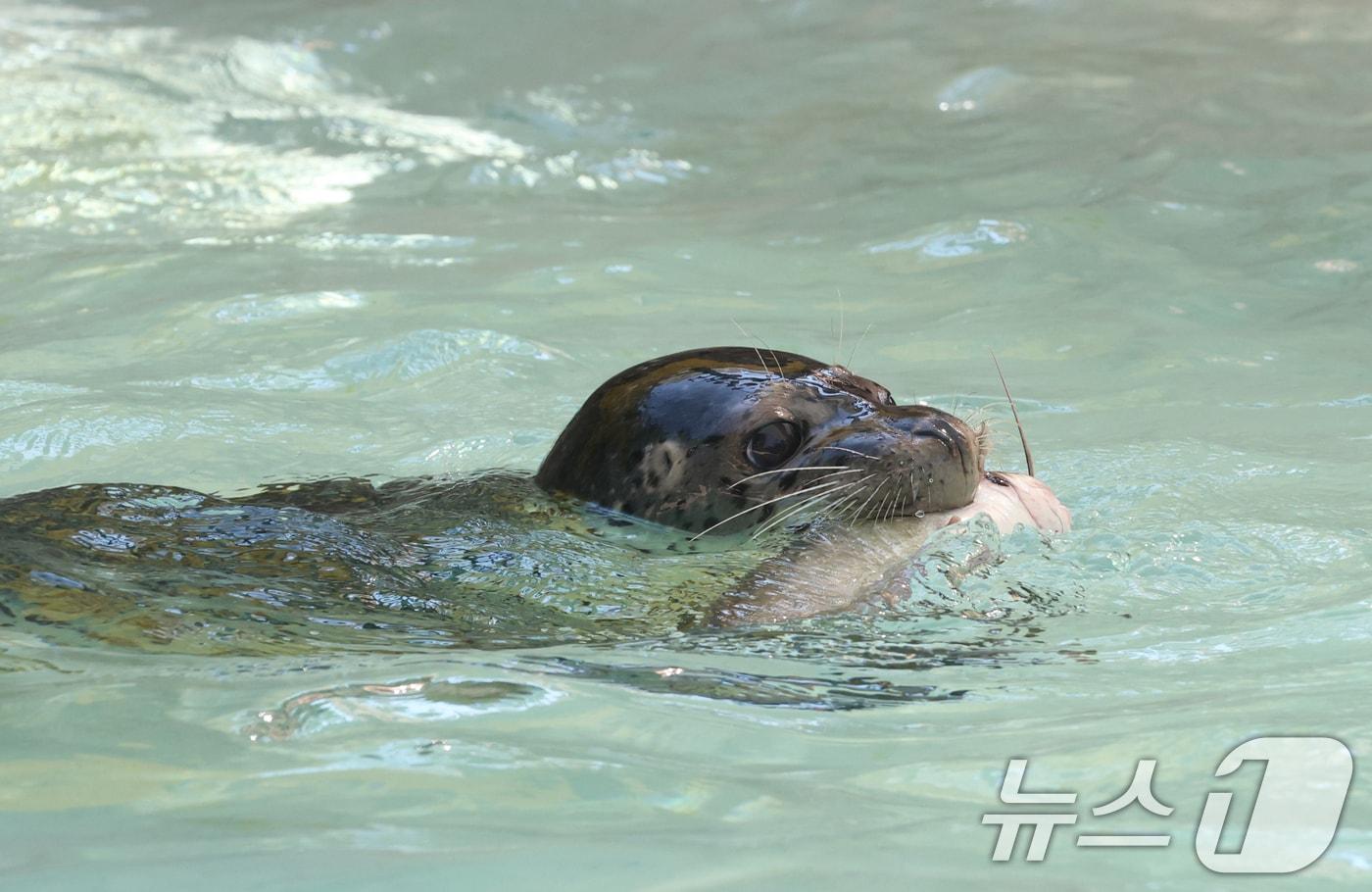  점박이 물범(사진은 기사 내용과 무관함) / 뉴스1 ⓒ News1
