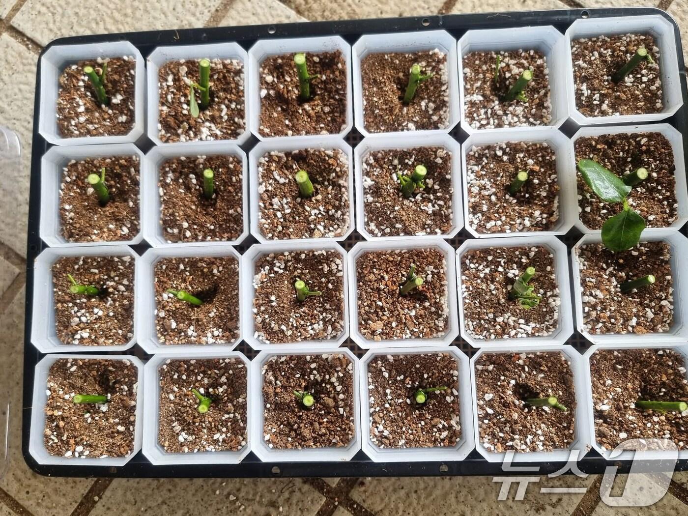 본문 이미지 - 옛 전남도청 앞 회화나무 후계목에서 자른 가지를 옮겨 심은 모습. &#40;이해중 교사 제공. 재판매 및 DB 금지&#41; ⓒ News1 박준배 기자