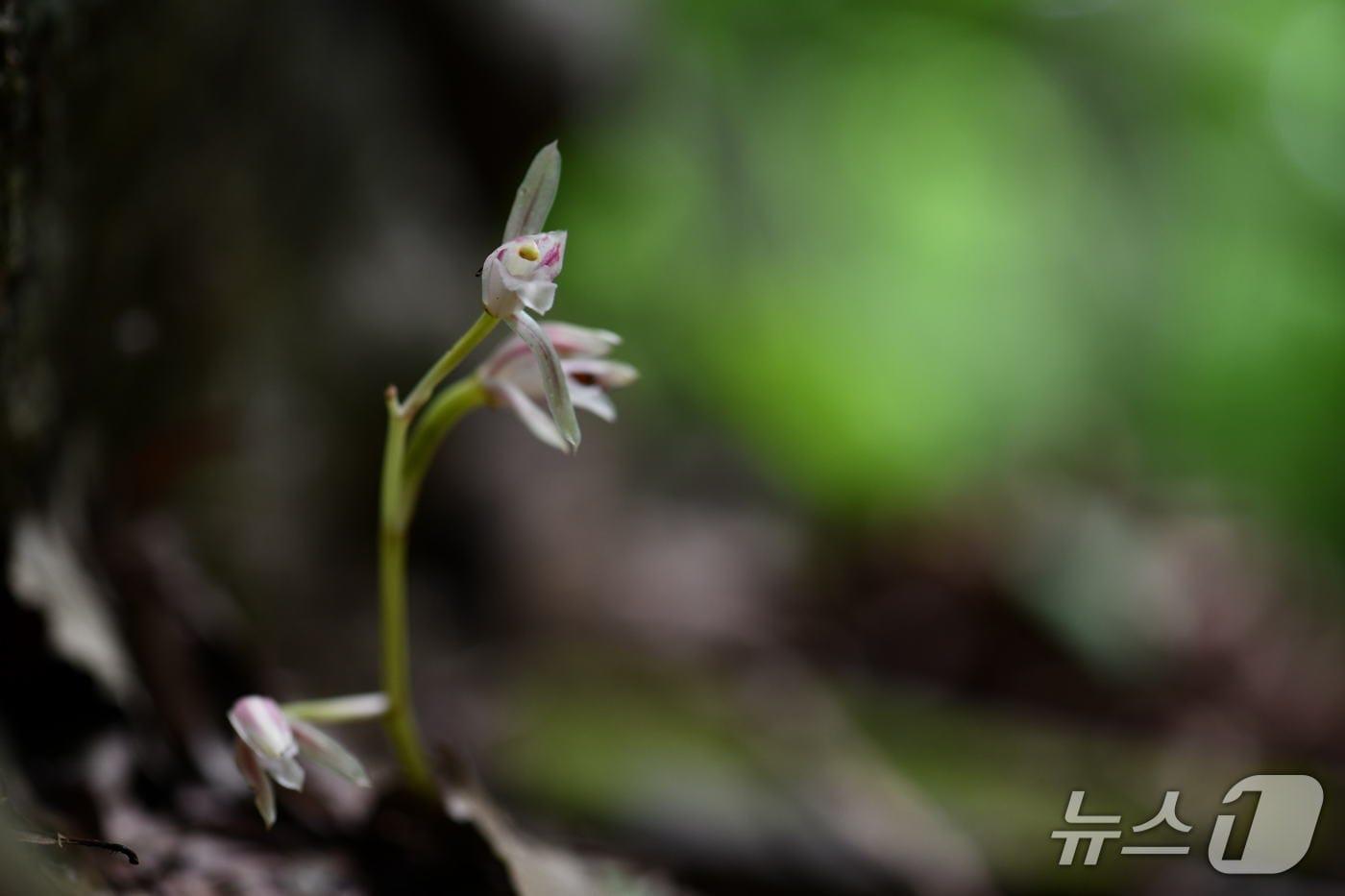 국립공원 내장산에 여름꽃 대흥란이 개화를 시작했다.(국립공원공단제공. 재판매 및 DB금지)2025.8.1/뉴스1