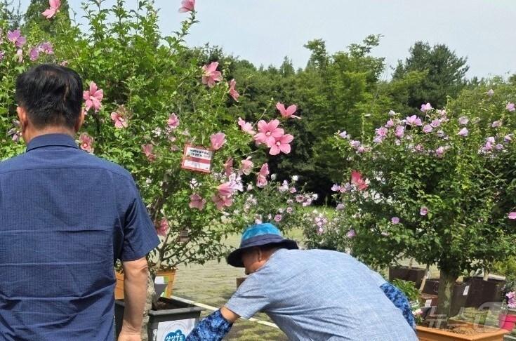 본문 이미지 - 지난 8일 경주 산림환경연구원에서 열린 무궁화 우수 분화 품평회 모습.(경북도 제공.재판매 및 DB 금지) ⓒ News1 김대벽기자