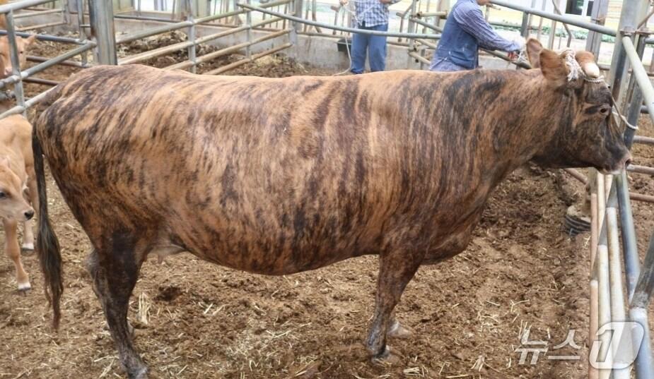 본문 이미지 - 칡한우 자료 사진. &#40;강원특별자치도 제공. 재판매 및 DB금지&#41; 2025.8.10/뉴스1