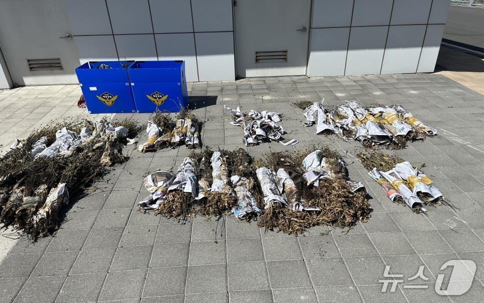 본문 이미지 -  해경이 압수한 '나도 양귀비'(해경 제공. 재판매 및 DB금지)/뉴스1