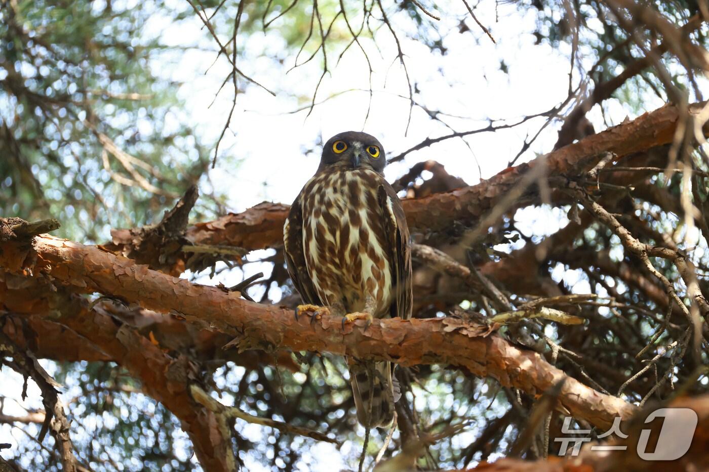 지난달 울산에서 관찰된 솔부엉이. (윤기득 사진작가 제공. 재판매 및 DB 금지) /뉴스1