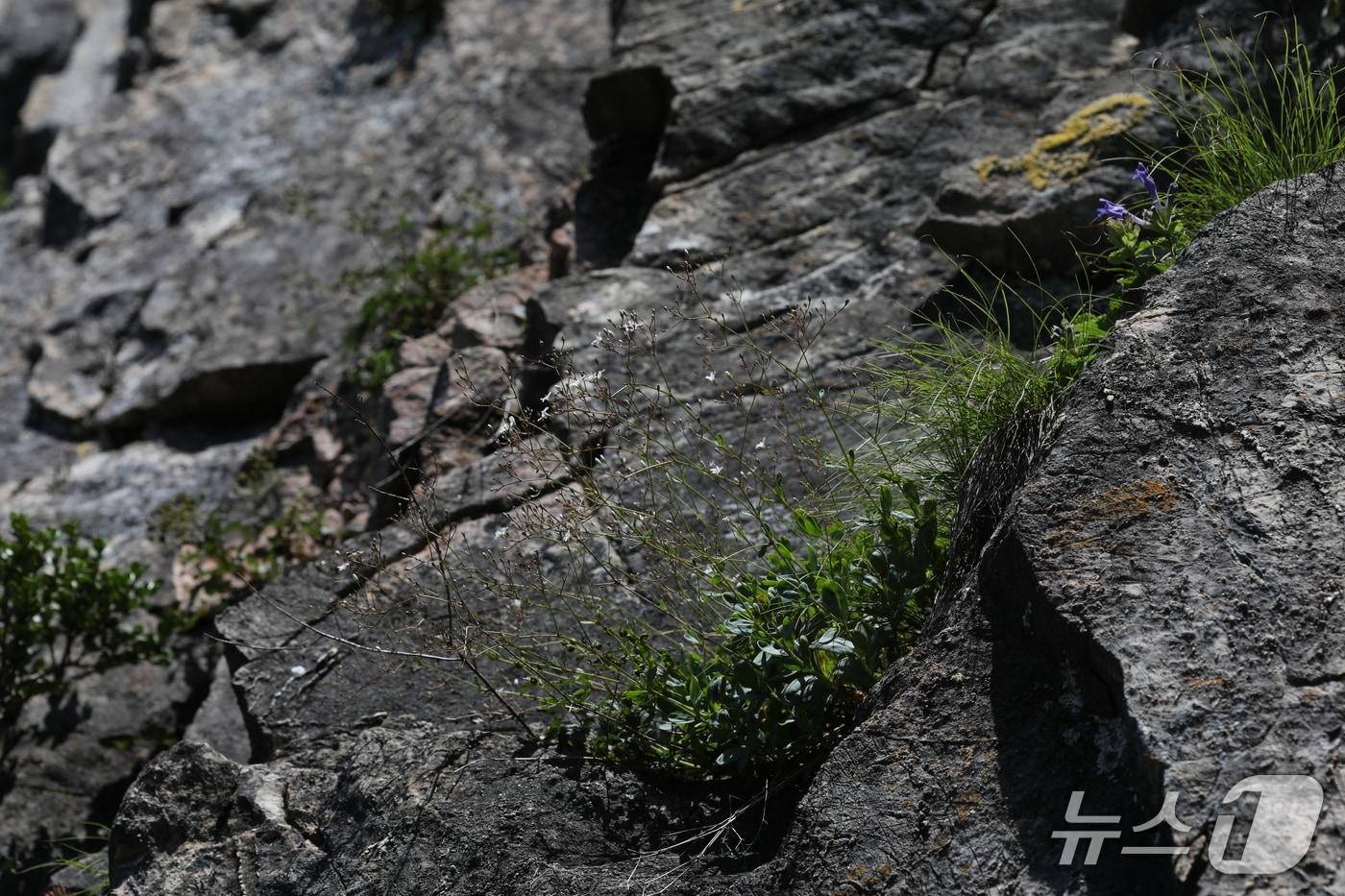 가는대나물 (한국수목원정원관리원 제공.재판매 및 DB금지) /뉴스1