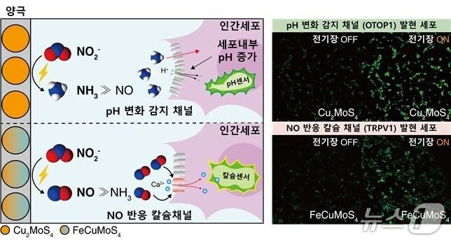 본문 이미지 - 전기 신호로 원하는 신호물질을 합성하는 바이오전기합성 플랫폼 모식도(KAIST 제공) /뉴스1