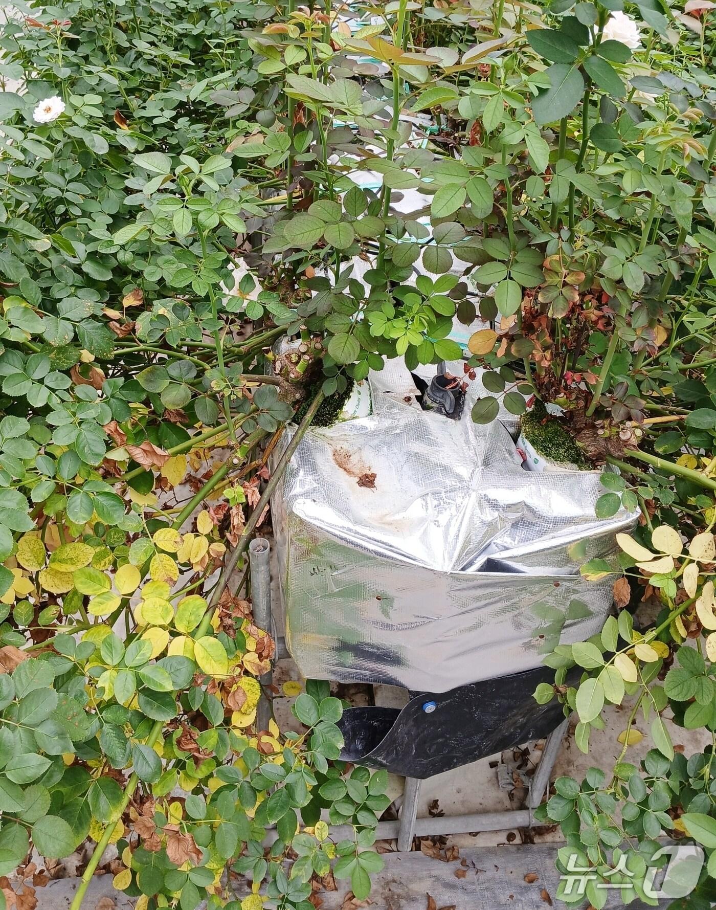 본문 이미지 - 세균성 시들음병에 감염된 장미.(진천군 제공)/뉴스1