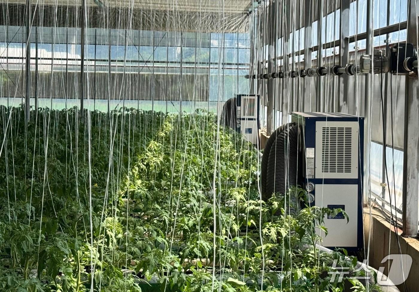 하우스에 설치된 냉방기 모습.(전남도 제공. 재판매 및 DB금지)2025.8.11/뉴스1