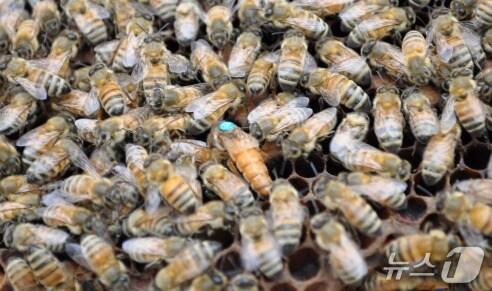 본문 이미지 - 젤리킹(사진제공=농촌진흥청)