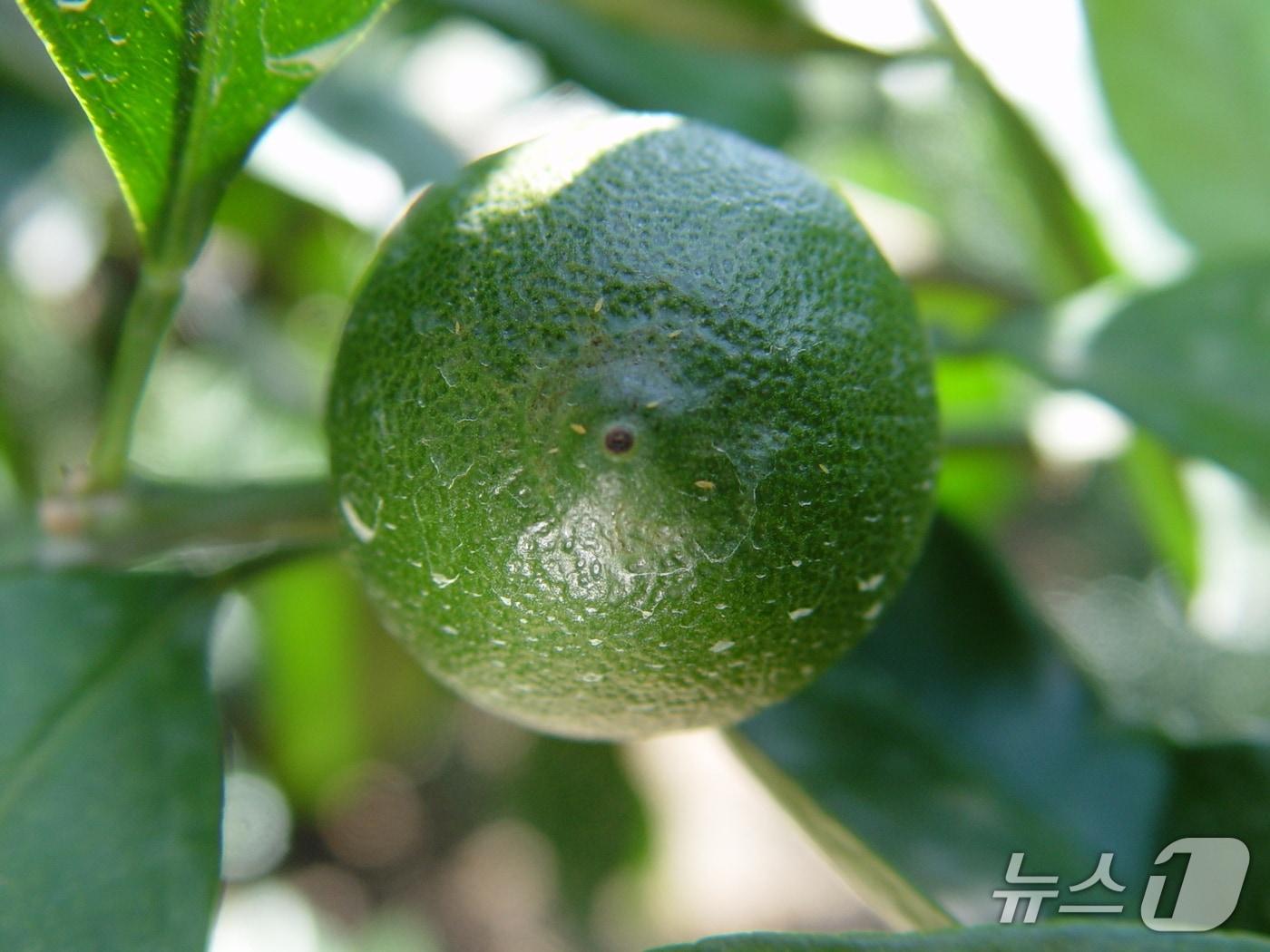 본문 이미지 -  볼록총채벌레에 감염된 감귤(제주도 제공. 재판매 및 DB금지)/뉴스1