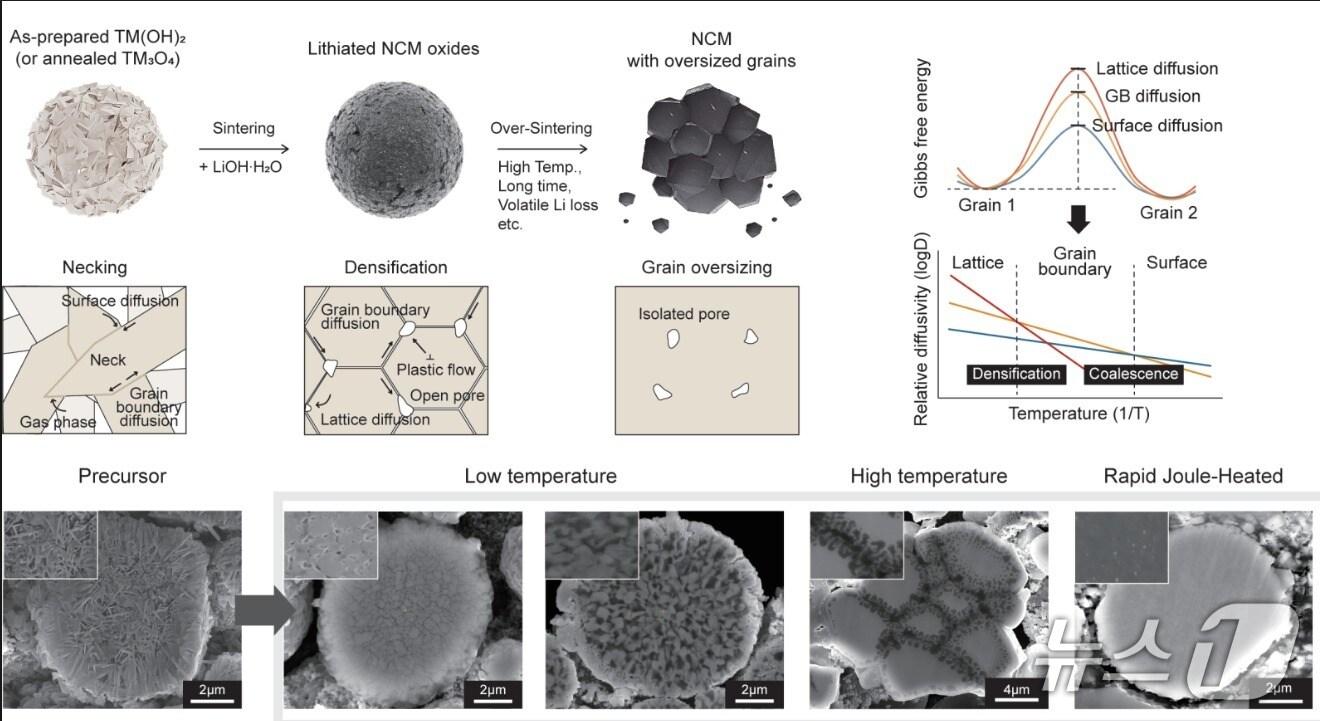 본문 이미지 - 기존 소결과 급속 줄 가열 소결의 하이니켈 양극재 미세구조 변화 및 소결 동역학 모식도(한국연구재단 제공) /뉴스1