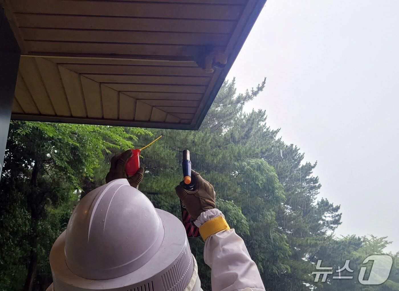 본문 이미지 - 11일 제주시 오라동 한 골프장 경비실에서 발견된 벌집을 제거하는 모습.(제주도소방안전본부 제공. 재판매 및 DB 금지)