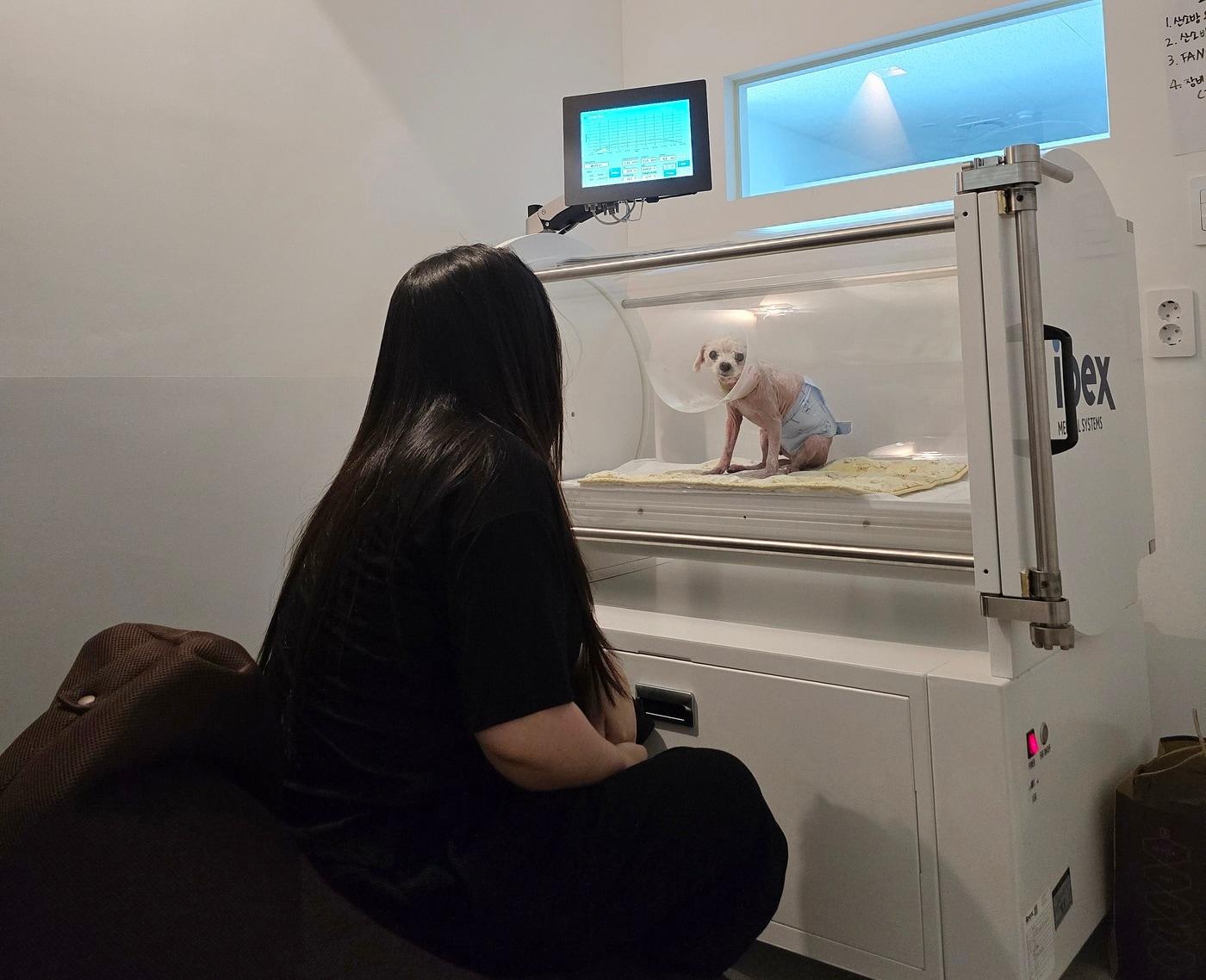 본문 이미지 - 전주 사라양한방동물병원이 최근 도입한 고압산소치료기에서 반려견이 치료 받는 모습을 보호자가 지켜보고 있다&#40;사라양한방동물병원 제공&#41;. ⓒ 뉴스1