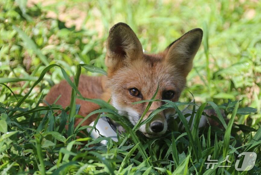 본문 이미지 - 방사 연습장에서 붉은여우가 카메라를 바라보고 있다.&#40;국립공원공단 제공. 재판매 및 DB 금지&#41;2025.8.12/뉴스1