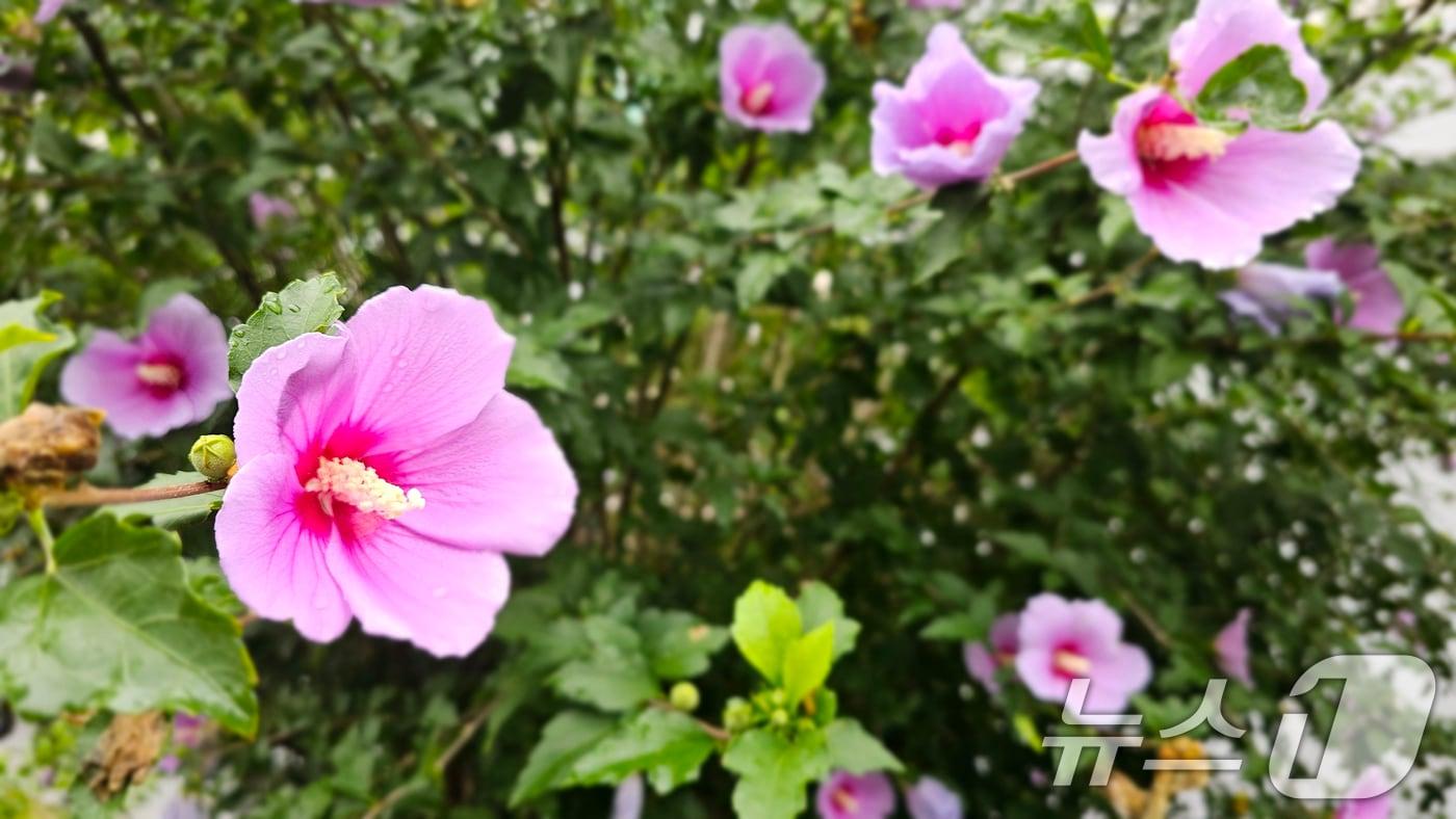 광복 80주년을 앞둔 12일 오전 경북 포항시 북구 장성동 아파트 단지 화단에서 무궁화가 꽃망울을 활짝 터트렸다. 2025.8.12/뉴스1 ⓒ News1 최창호 기자