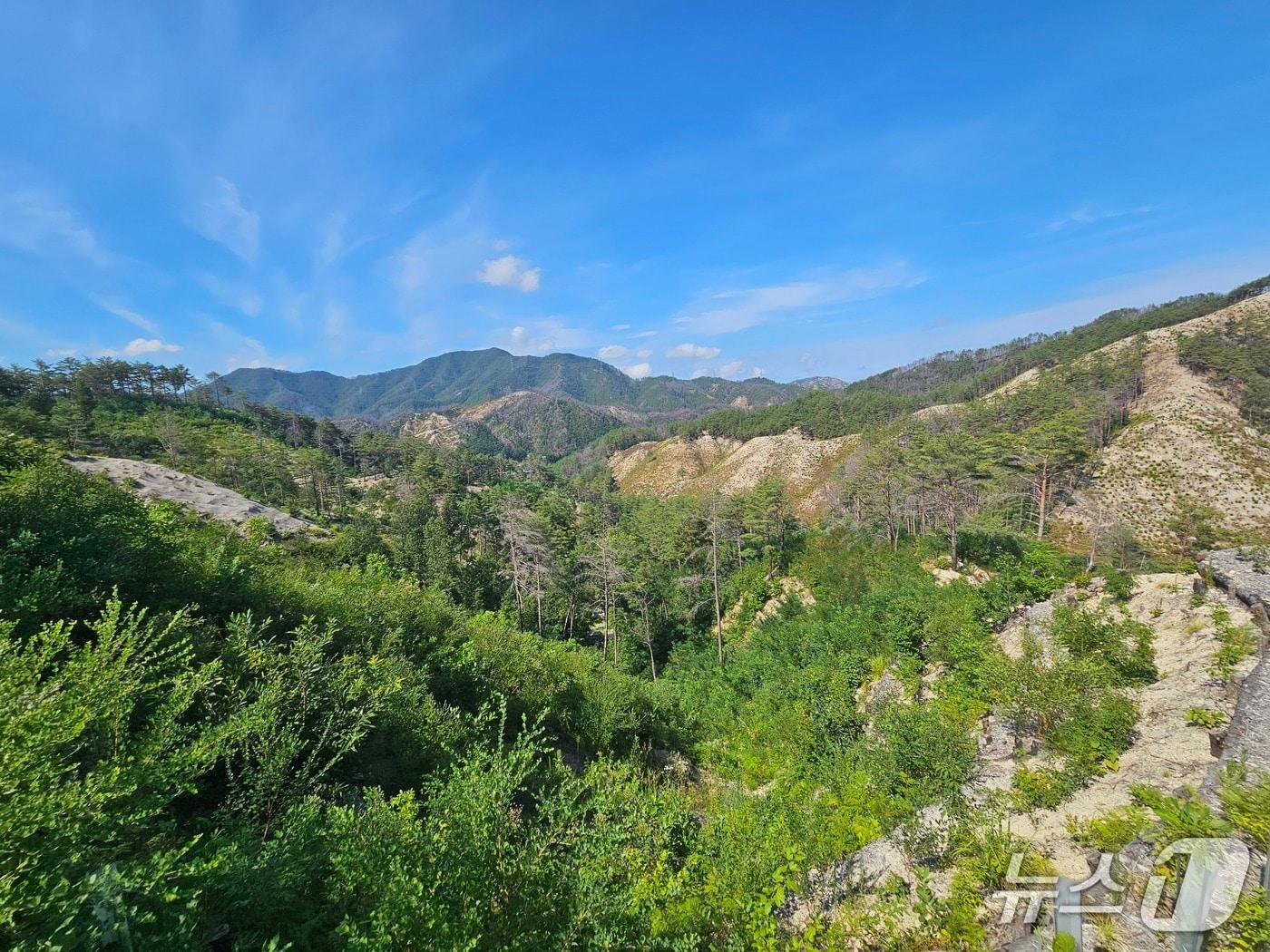 본문 이미지 - 산불피해지 중 생태복원 중인 국립울진생태숲지정대상지(산림청 제공.재판매 및 DB금지)/뉴스1