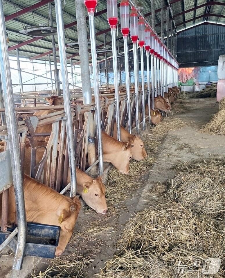 본문 이미지 - 전북 정읍시가 축산농가의 경영비 부담을 덜기 위해 올해 336농가에 404억원 규모의 사료구매 정책자금을 지원한다.(정읍시제공. 재판매 및 DB금지)2025.8.12/뉴스1