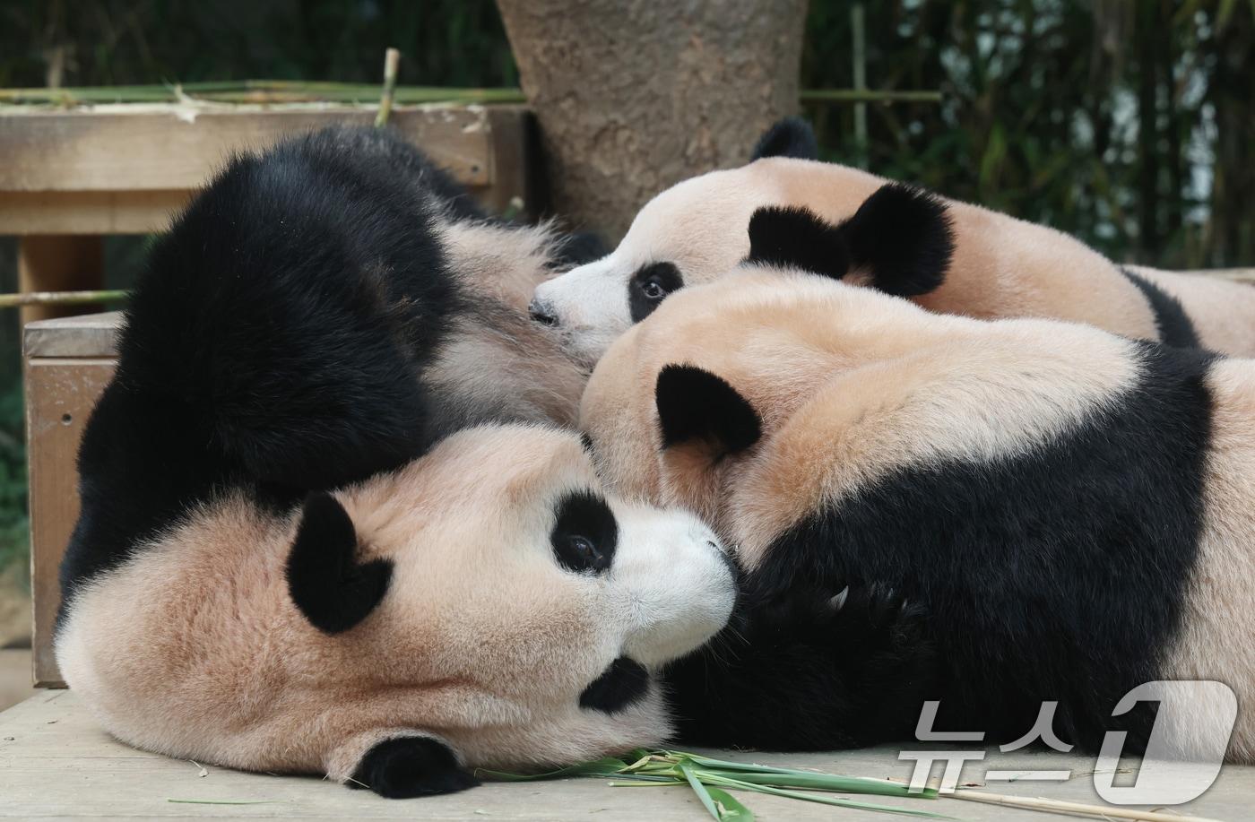 국내 최초 쌍둥이로 태어난 판다 자매 루이바오, 후이바오가 엄마와 함께 있는 모습이 일반에 마지막으로 공개된 12일 경기 용인시 처인구 에버랜드 판다월드에서 엄마 아이바오가 루이바오·후이바오에게 젖을 물리고 있다. 13일부터는 에버랜드 판다월드에서 오전에는 엄마 아이바오를, 오후에는 쌍둥이 판다의 귀여운 모습을 만나볼 수 있으며 오는 9월 새롭게 오픈하는 판다 세컨하우스에서는 루이바오와 후이바오가 적응 기간을 마치는대로 일반에 종일 공개될 예정이다. 2025.8.12/뉴스1 ⓒ News1 김영운 기자
