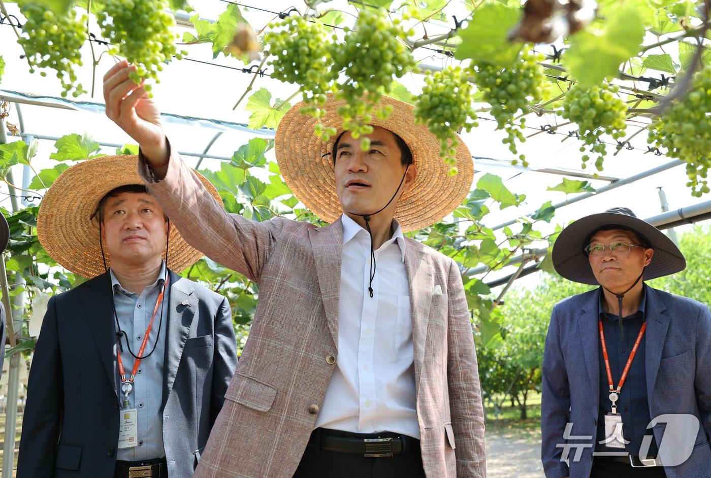 김진태 강원도지사는 12일 농업기술원 과수 연구 현장을 방문해 과수 신품종과 스마트 과수원을 점검했다.(강원도 제공. 재판매 및 DB금지)/뉴스1
