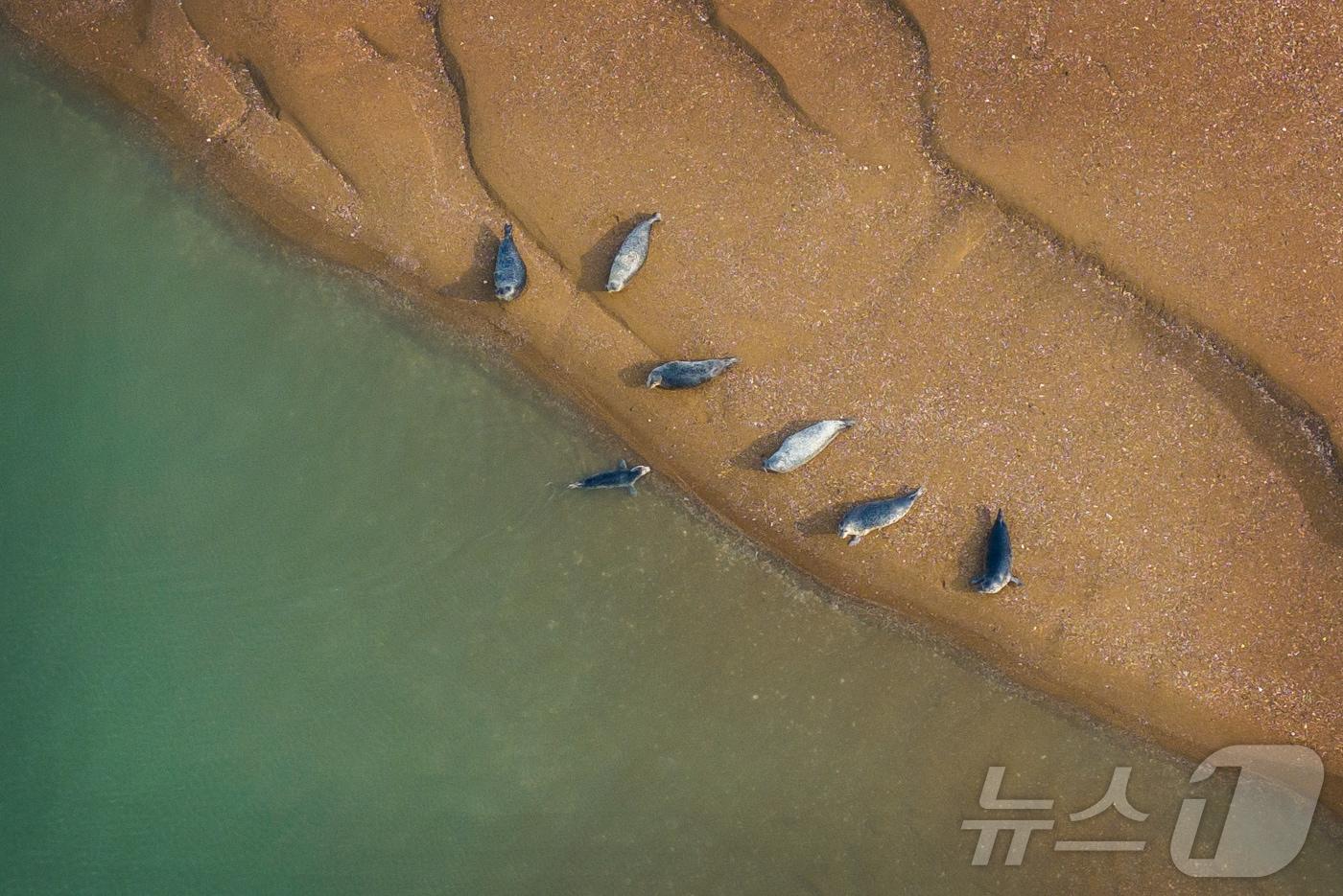 천연기념물 제331호, 멸종위기 야생생물 Ⅰ급인 ‘점박이물범’이 지난 12일 충남 서산·태안 가로림만 모래톱 위에서 관찰됐다. 점박이물범은 매년 이곳에서 10여 개체가 관찰된다.(충남도 제공. 재판매 및 DB금지)2025.8.13/뉴스1 