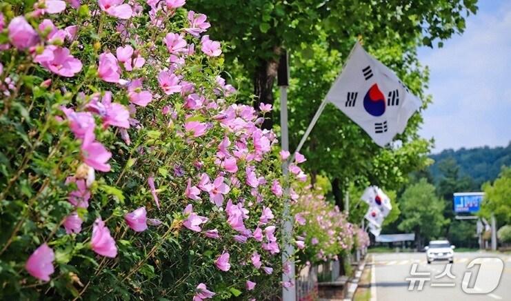 본문 이미지 - 대전 무궁화 명소 (대전시 제공, 재판매 및 DB금지)/뉴스1